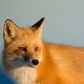 Profile image of 이츠와 키츠니