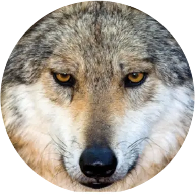 Profile image of 늑대
