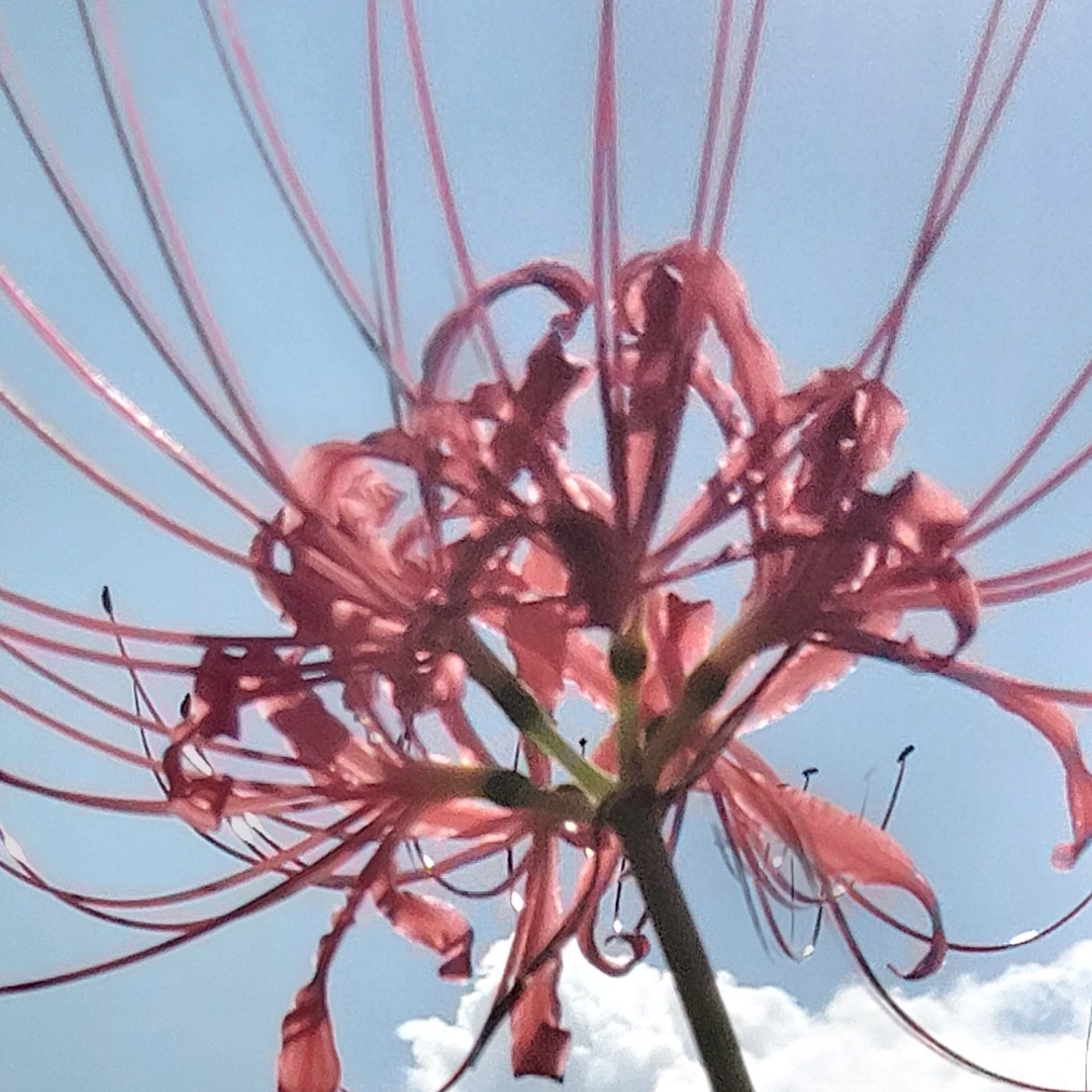 藤澤涼架