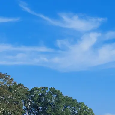 Profile image of ブリ子