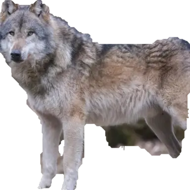 Profile image of 김늑대