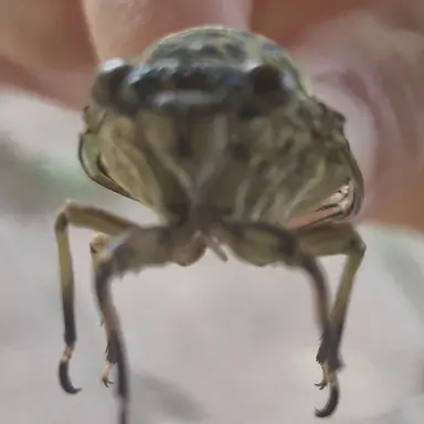 Profile image of 고고프렌즈 여우