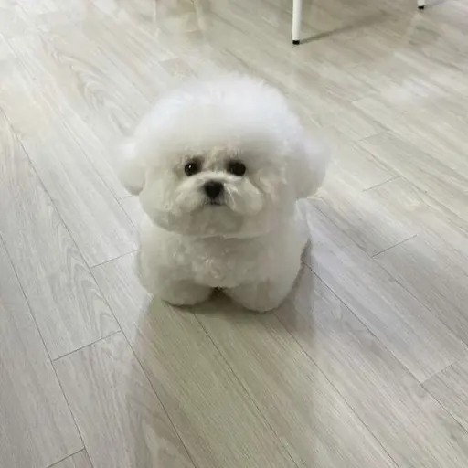 milkyrain997의 소심개 "깨덕이"