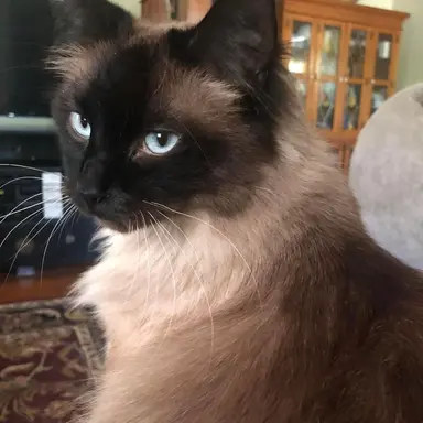Profile image of Vivienne