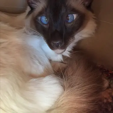 Profile image of Pierre