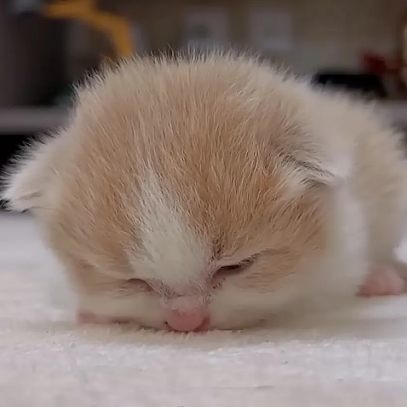 stay231018의 고먀미, 고양이 집사가 돼봐용><