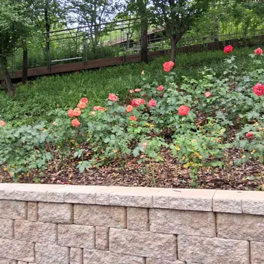 Profile image of 라더