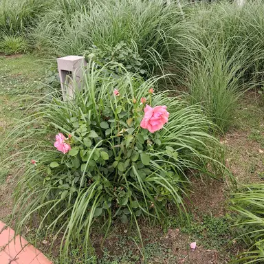 Profile image of 선생님