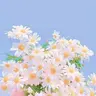 Profile image of 채스터