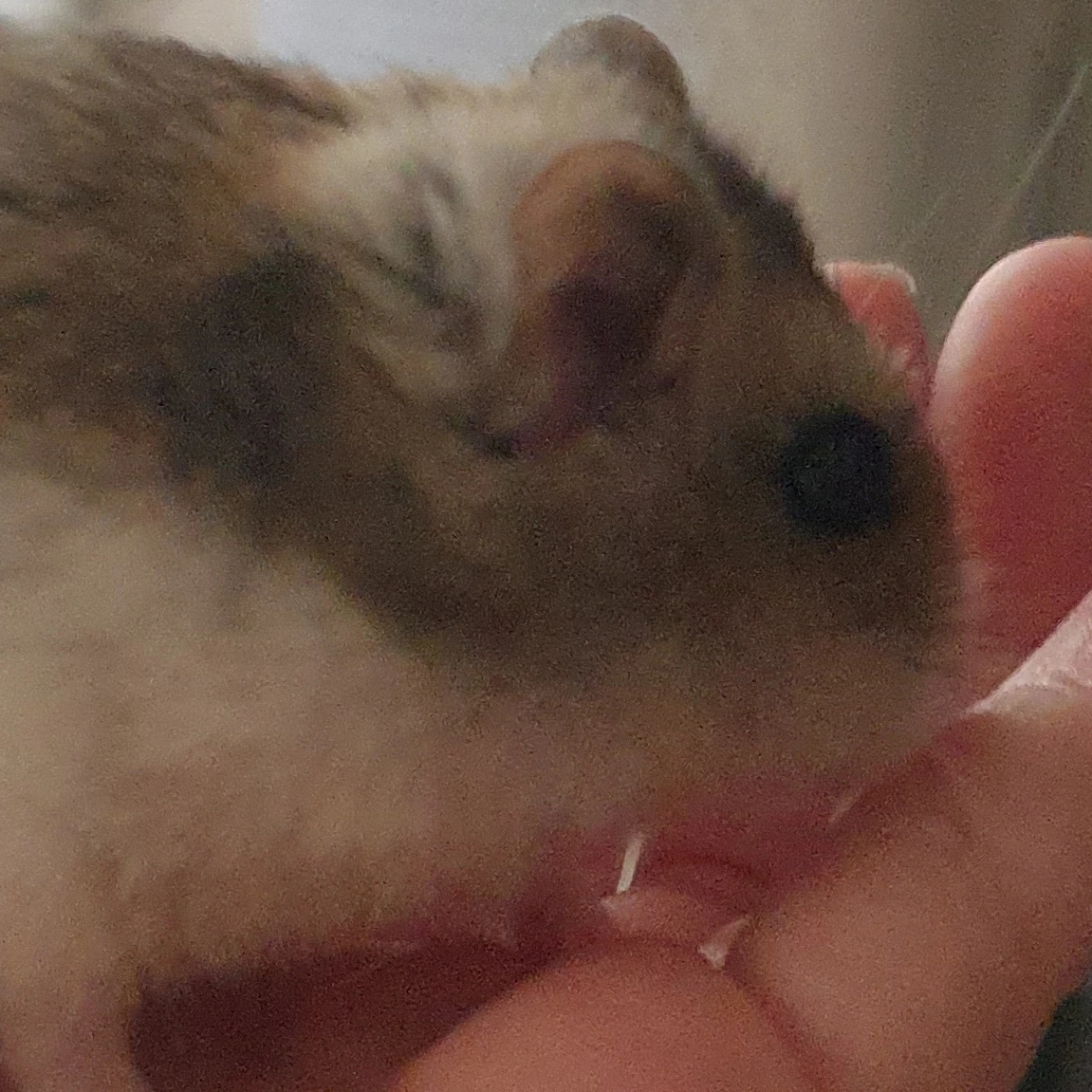 뜰팁