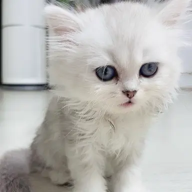 Profile image of 여우친구