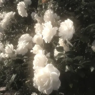 Profile image of 코마