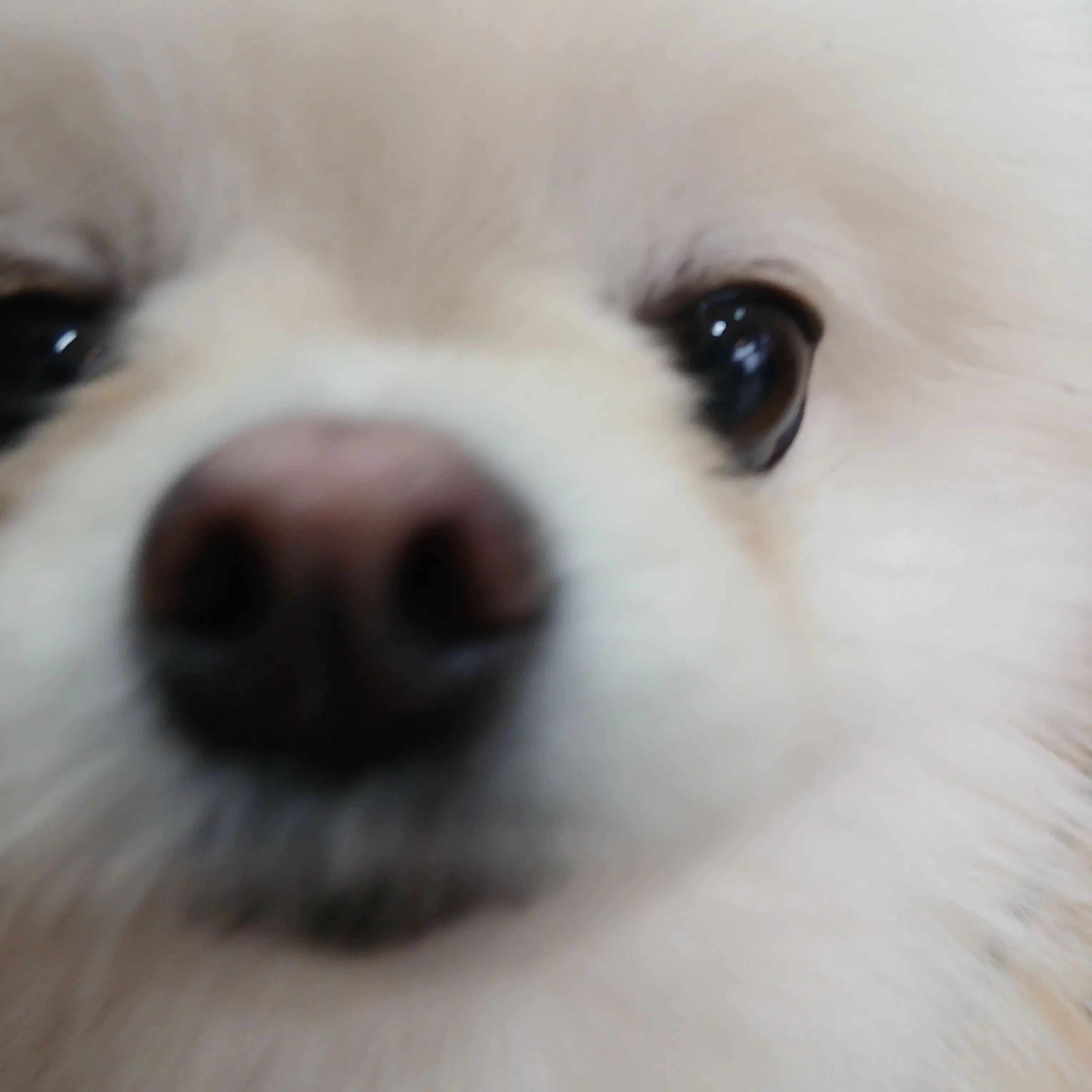 AgileGoose4081의 올데프 가족