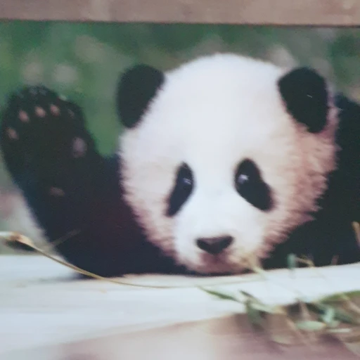 푸바오