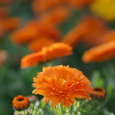 Profile image of 코마