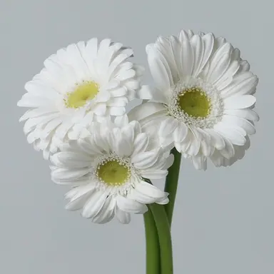 Profile image of 거베라