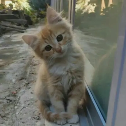 Duying의 고양이