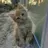 고양이
