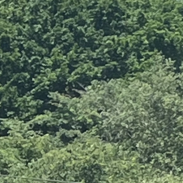 亮平