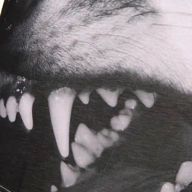 Profile image of 늑대