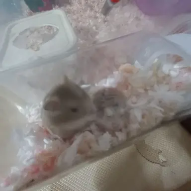 Profile image of 쿠키