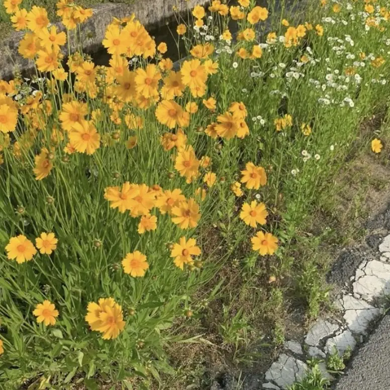 satsumoto의 김준구