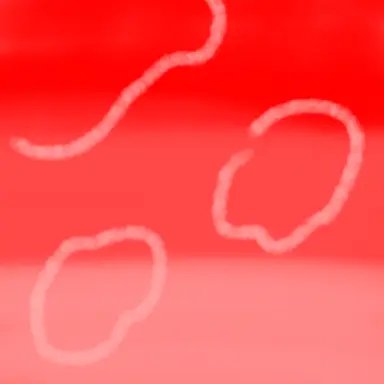 Profile image of 서라더