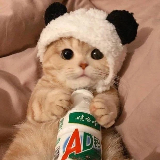꽁이