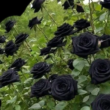 빅뱅