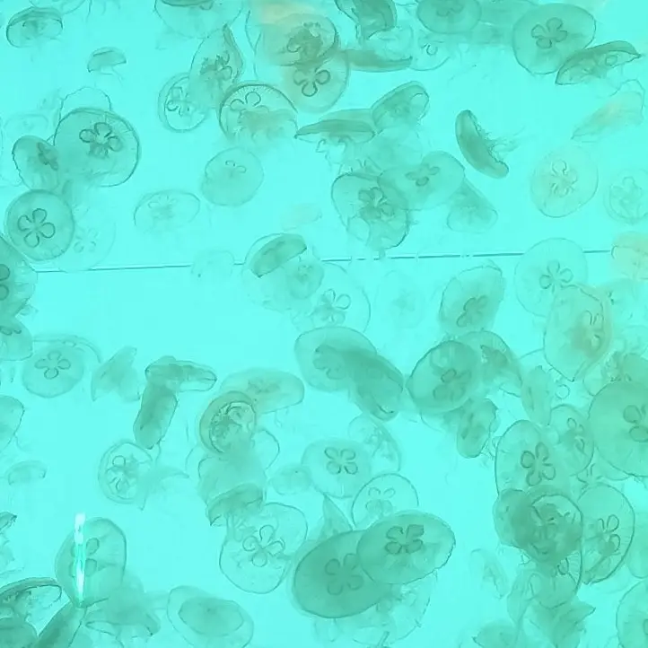 jellyfish.397.의 保健室のせんせー