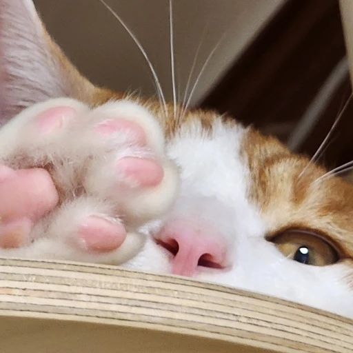 고양이 팡이