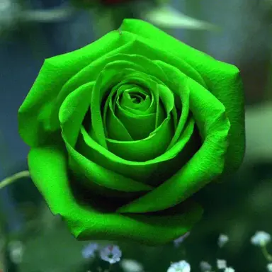 Profile image of 정공룡
