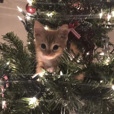 Profile image of 로얄44