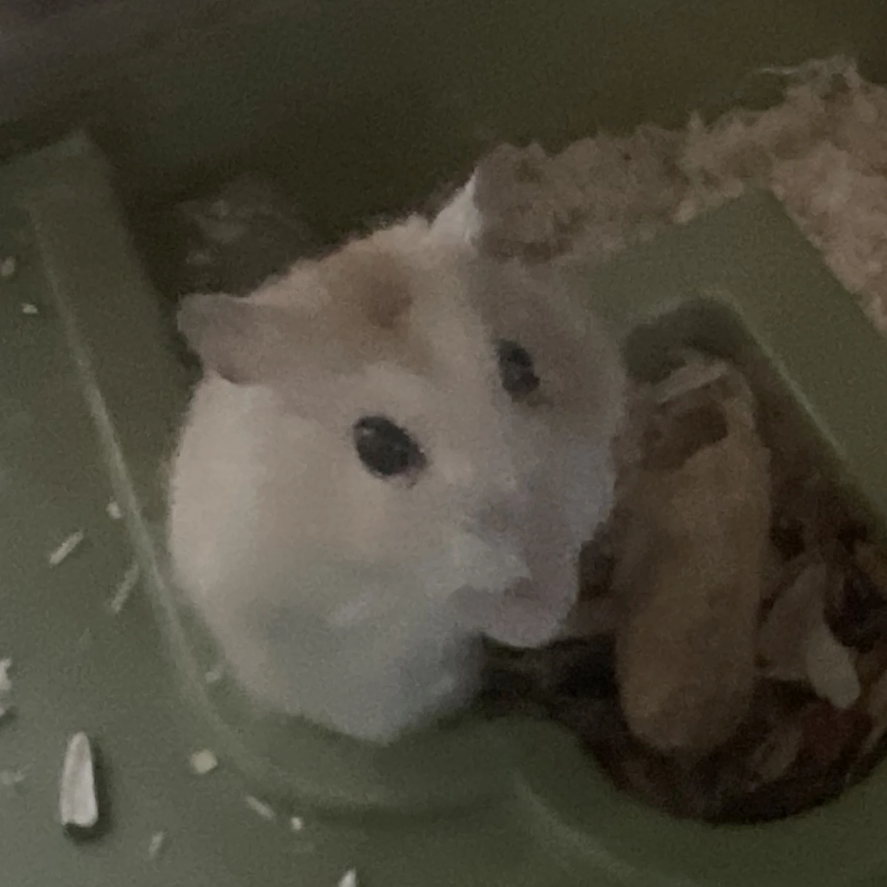 푸딩