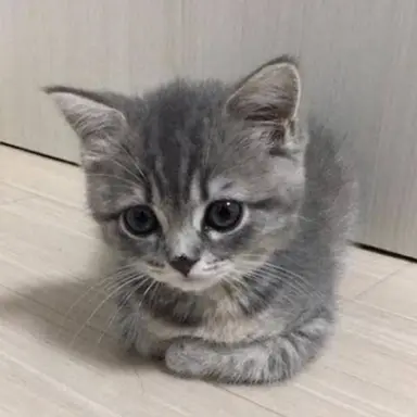 Profile image of 꿍이
