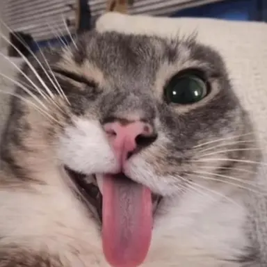 Profile image of Cas
