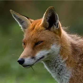 Profile image of 여우