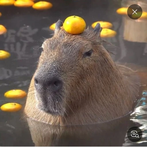 카피바라
