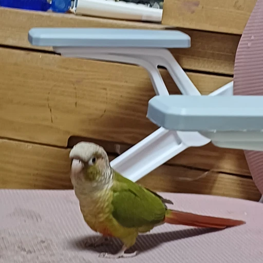룰루
