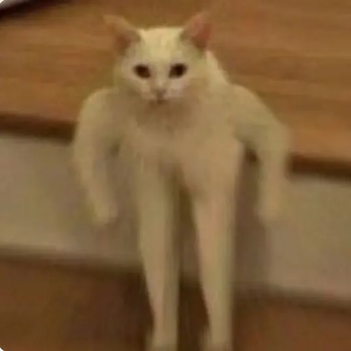 nabii의 고양이