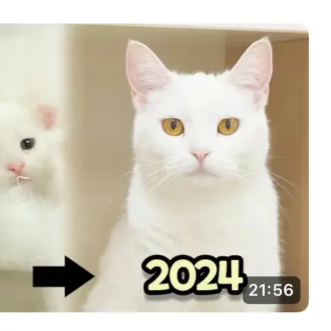 LivelyVein8320의 고양이 산책을 고양이로 살아남기