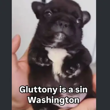 Profile image of Puppy