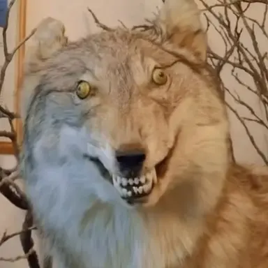 Profile image of 늑대