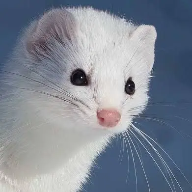 TimelyLoan의 담비로 사세요