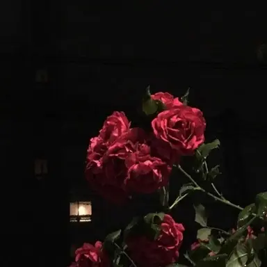 Profile image of 라더