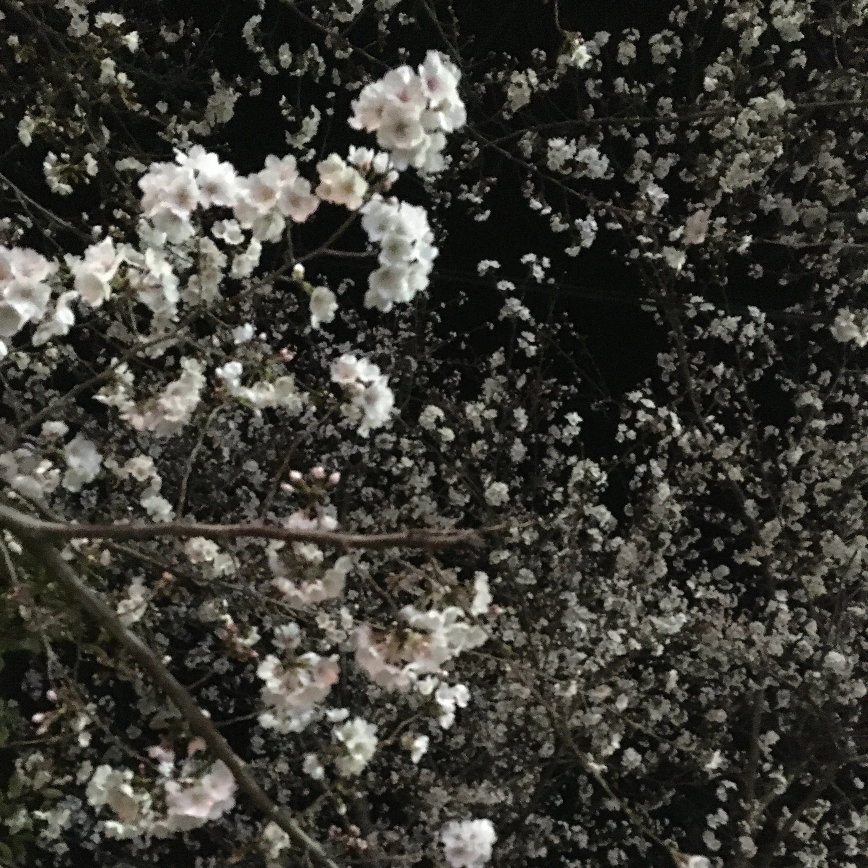 윤정한