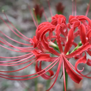 Profile image of 조이서