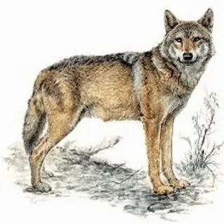 Profile image of 늑대