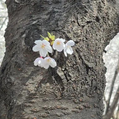 Profile image of 여우연