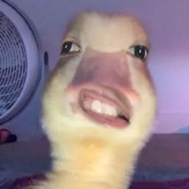 Profile image of 여우